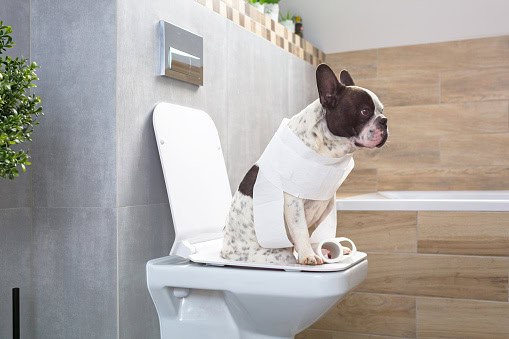 French bulldog toilet sales training